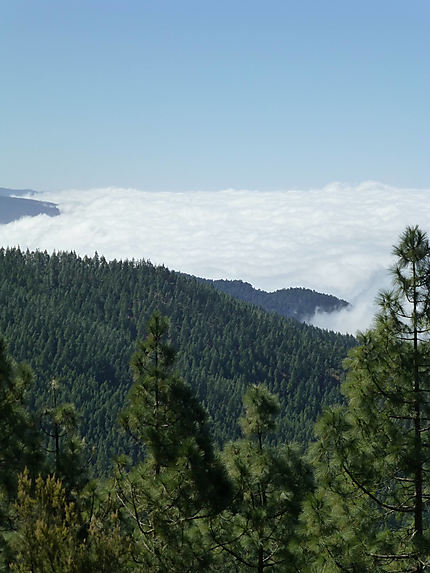 La forêt prise dans les nuages