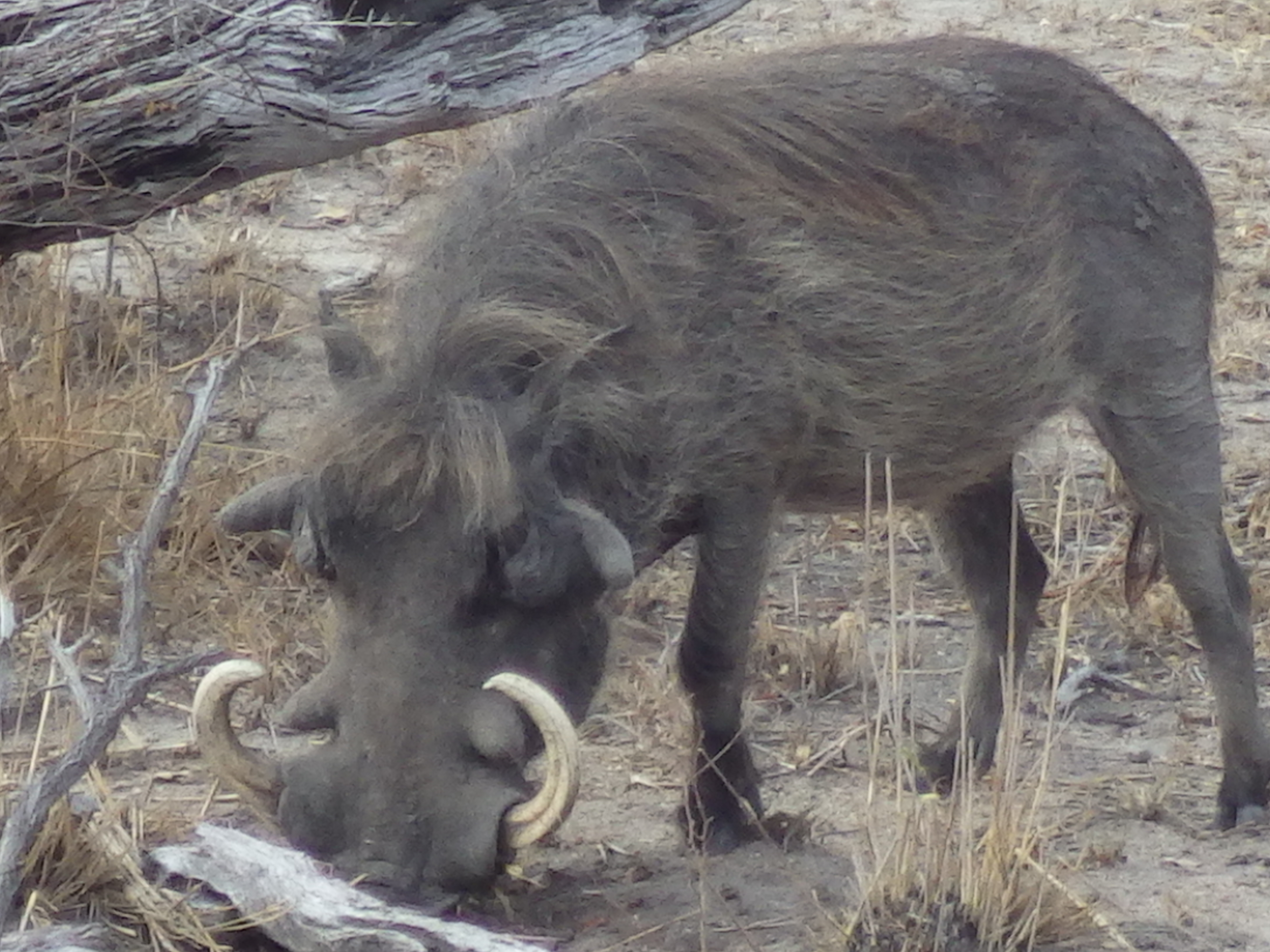 Phacochère : Animaux : Parc National Kruger : Parc ...