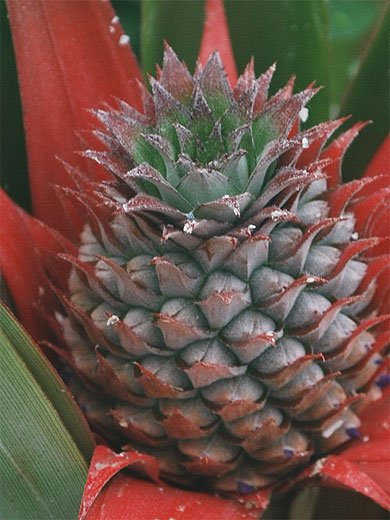Culture d'ananas, Faja de Baixo Culture d'ananas, Faja de Baixo