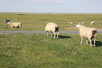 Des moutons sur l'île de Mando