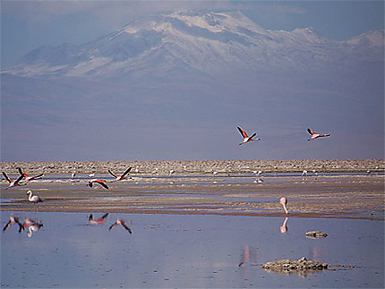Salar de l'Atacama