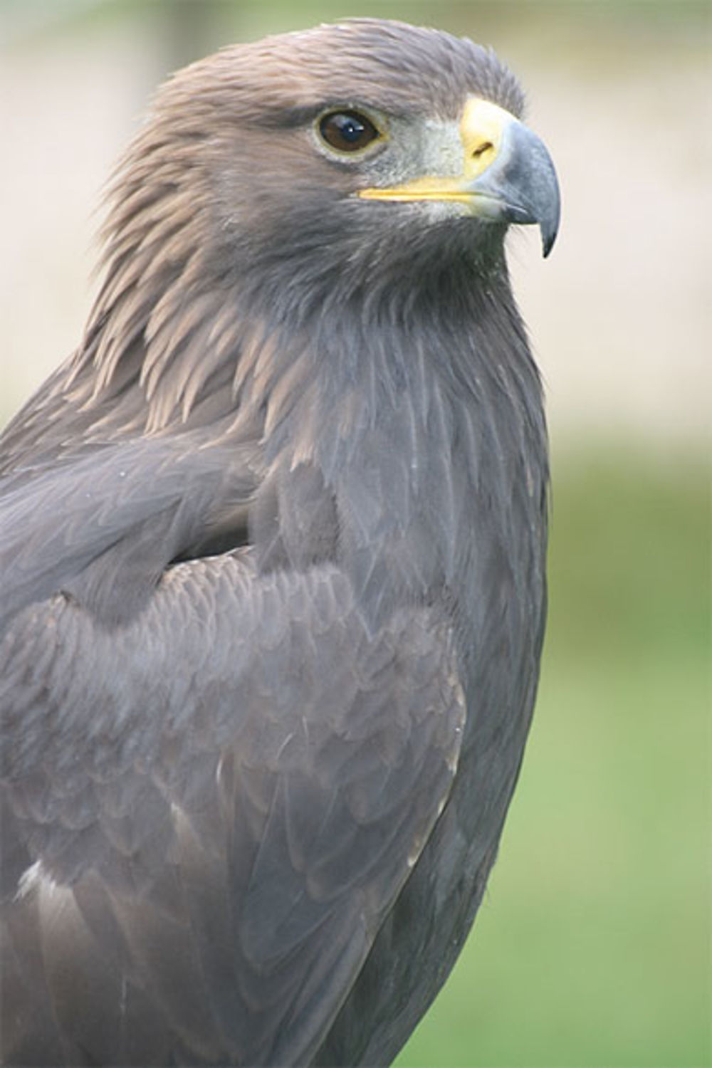 Majestueux aigle royal