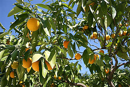 Les oranges du parc de Bagatelle