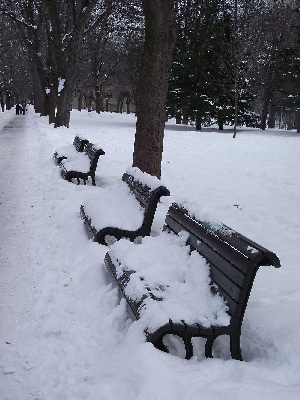 Bancs au Parc Lafontaine