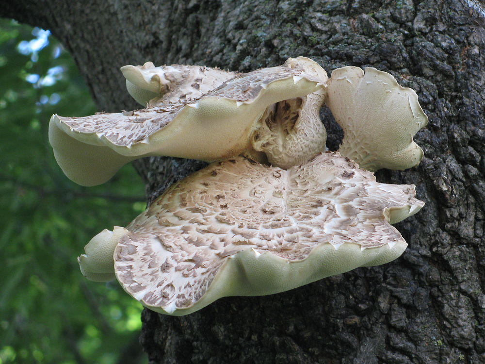 Champignons à Chambly