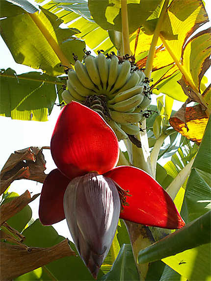 Fleurs de bananier