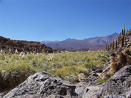 Vallée de cactus