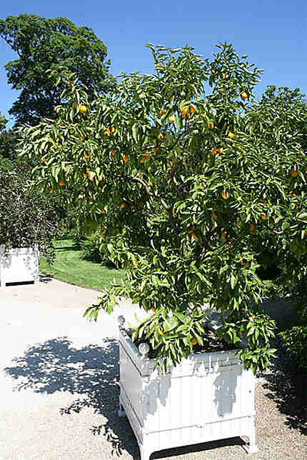 L'oranger du parc de Bagatelle