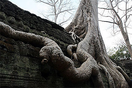 Majesté d'Angkor