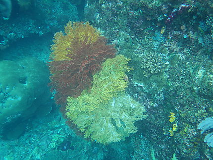 Fonds sous marins - coraux