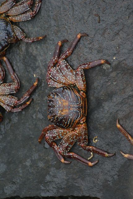 Crabe Maori