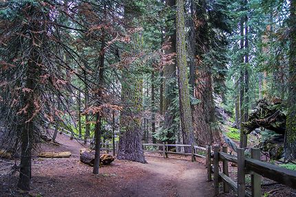 Sequoia Park trail