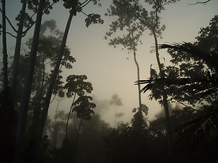 Un matin en Amazonie