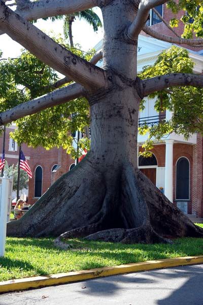 arbre géant