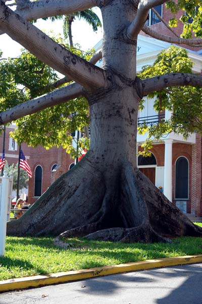 arbre géant arbre géant