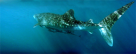 Whale Shark Whale Shark