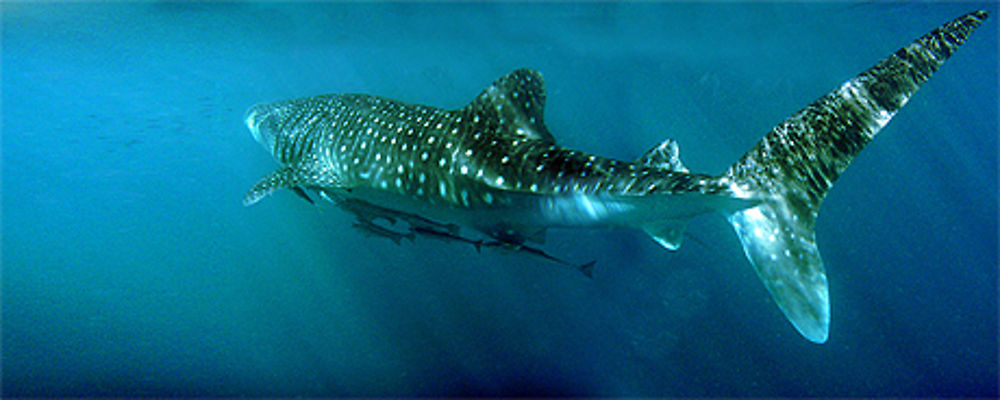 Whale Shark