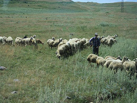Les ovins : la richesse des paysans arméniens