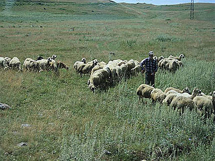 Les ovins : la richesse des paysans arméniens