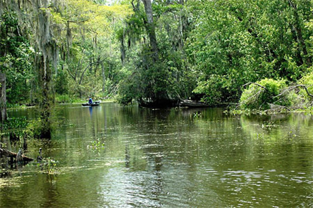 Au coeur du bayou