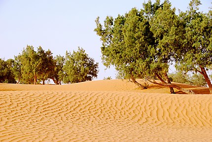 Au porte du Sahara
