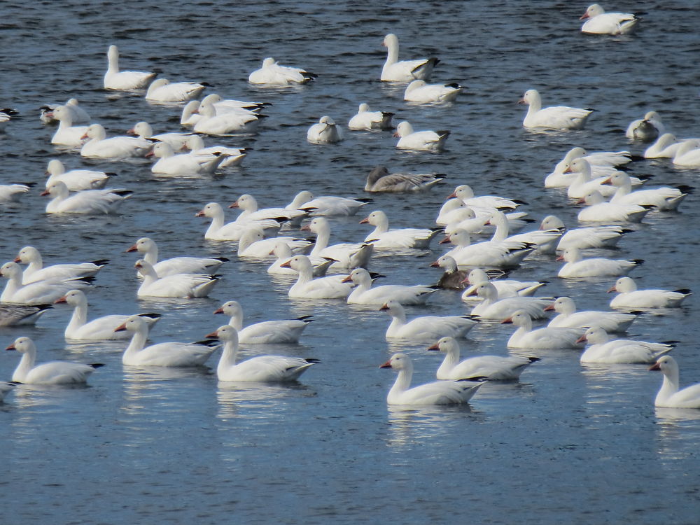 Oies des neiges à Cloridorme