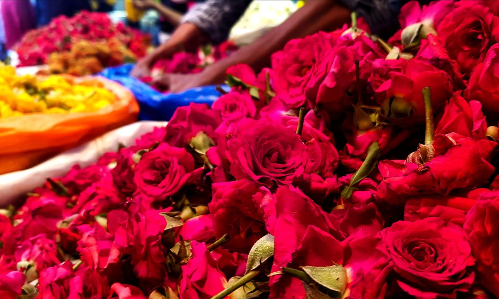 Les mains dans les fleurs