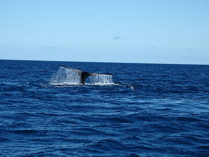 Baleine en plongée