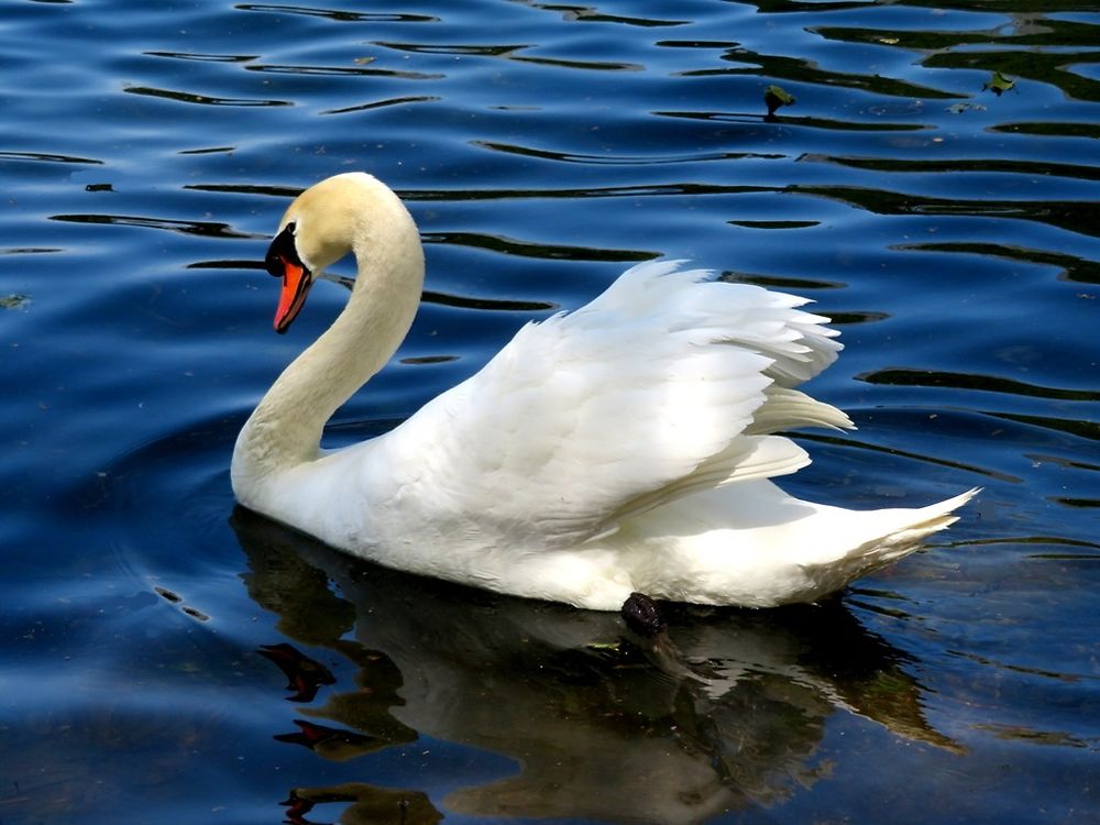 Le cygne