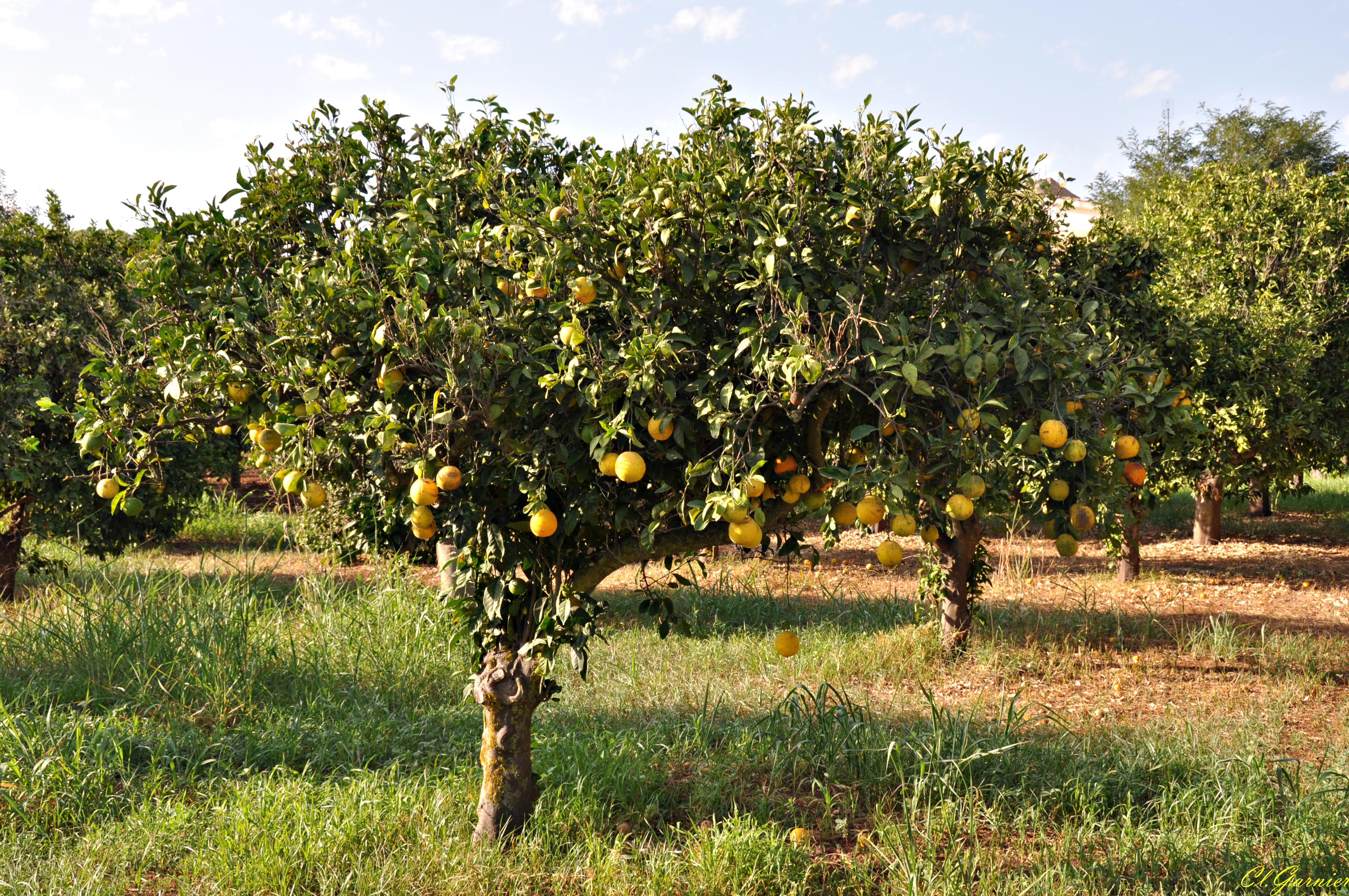 Citronnier Citronnier