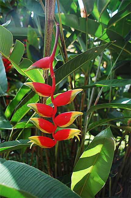 Jardin botanique de Kandy