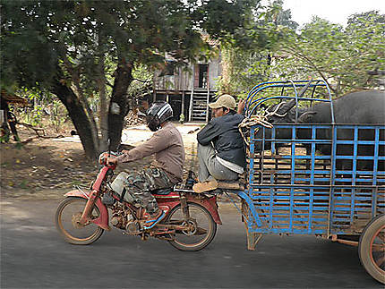 Transport de bétail, sur la route de Phnom Penh à Kratie