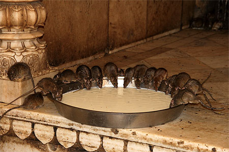 Temple des Rats Temple des Rats