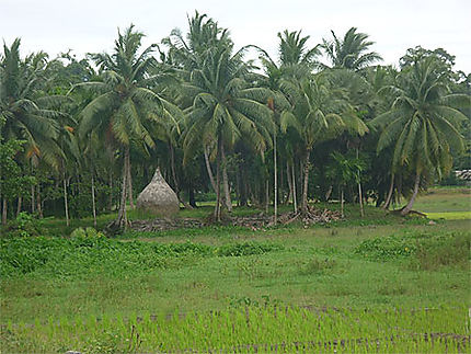 Entre palmiers et rizières 