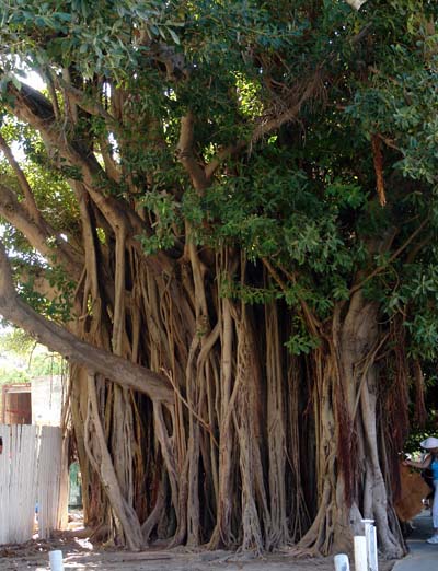 arbre géant de key west