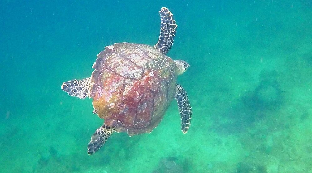 Élégance sous marine