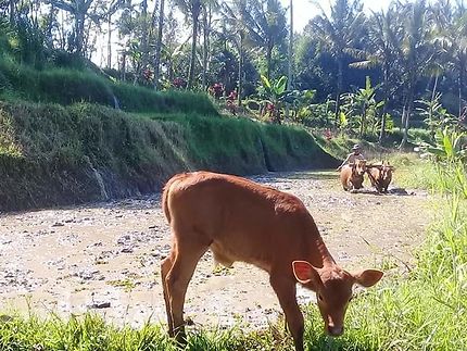 Vache et paysan à Bali
