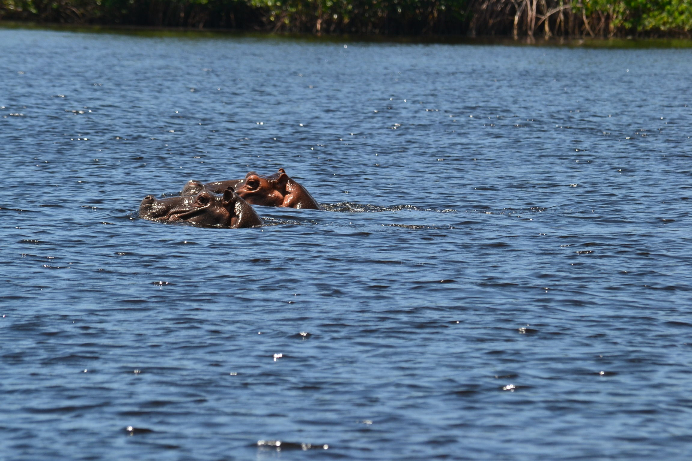 Lagune d'Iguéla et hippopotames, Gabon