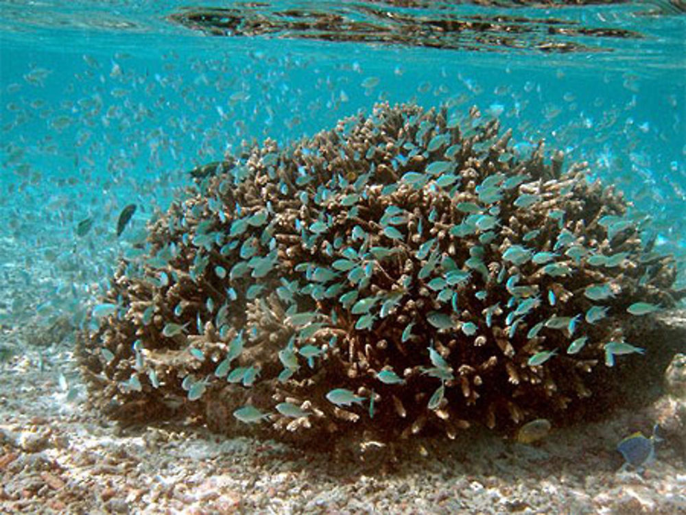 Demoiselles bleues des maldives