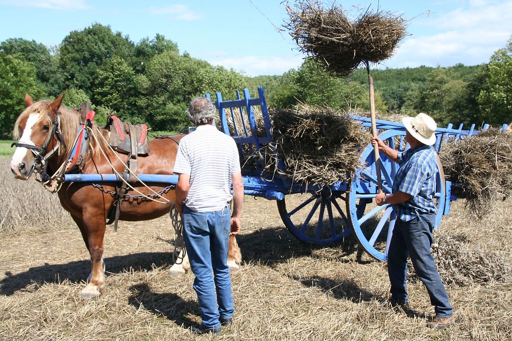 Les foins à l'ancienne