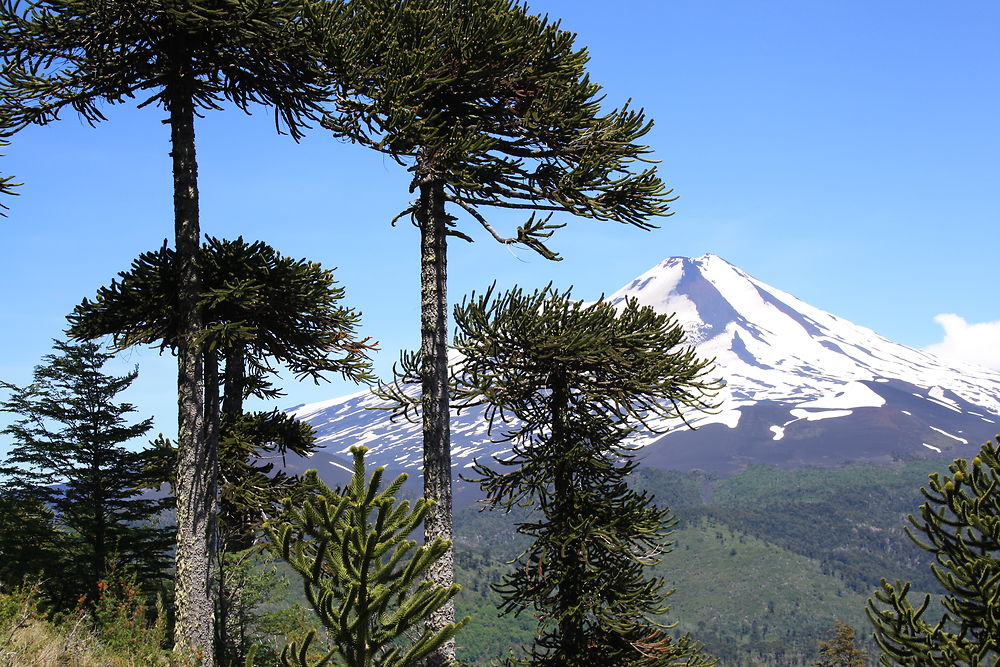 Volcan Llaima