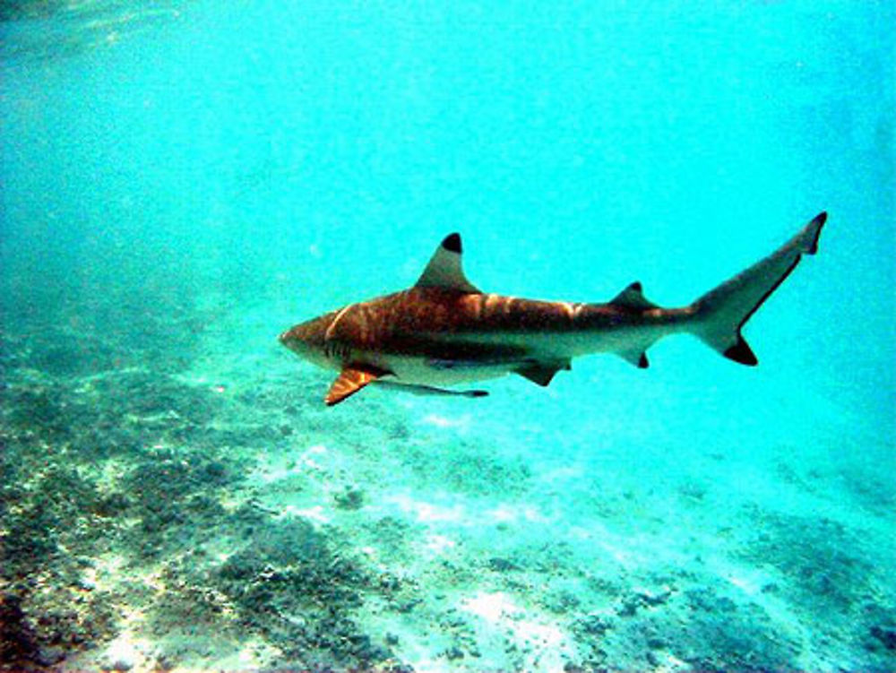 Requin de Rangiroa