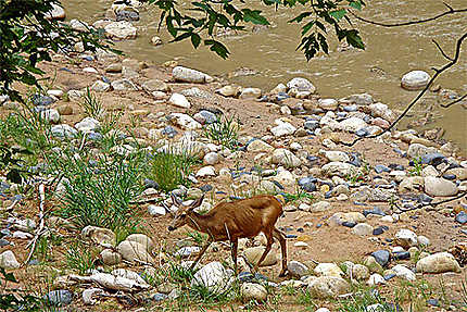 Un cerf-mulet dans la Virgin River