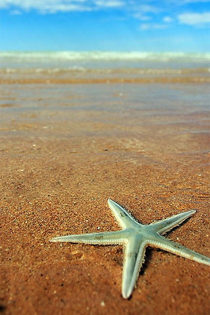 Sea Star on the Beach