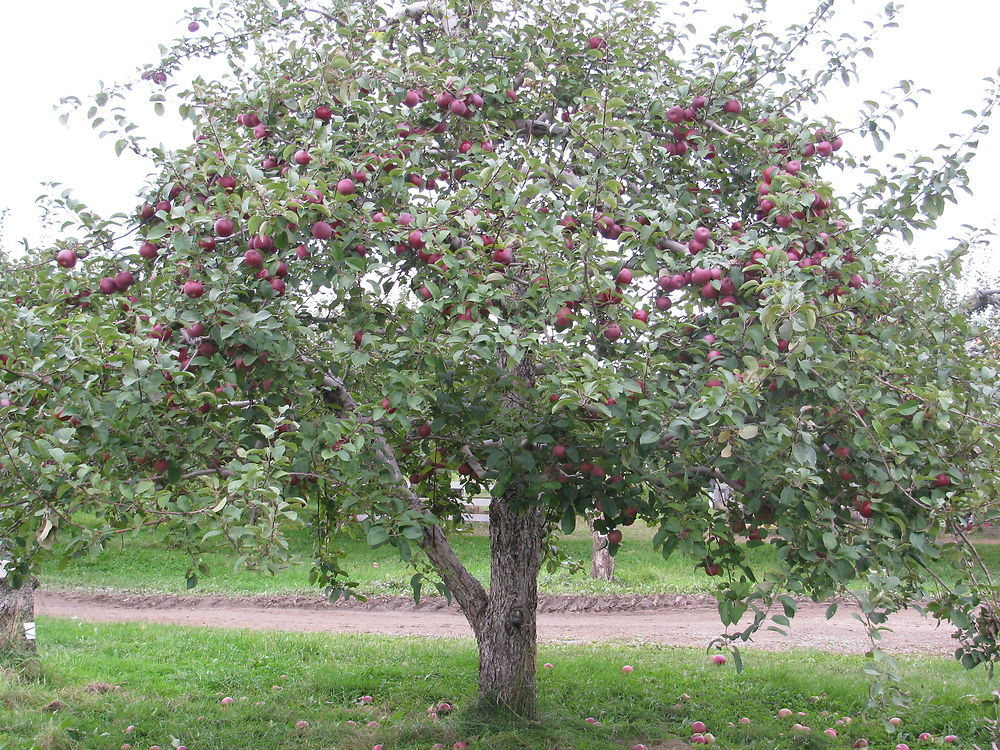 Le pommier à Rougemont