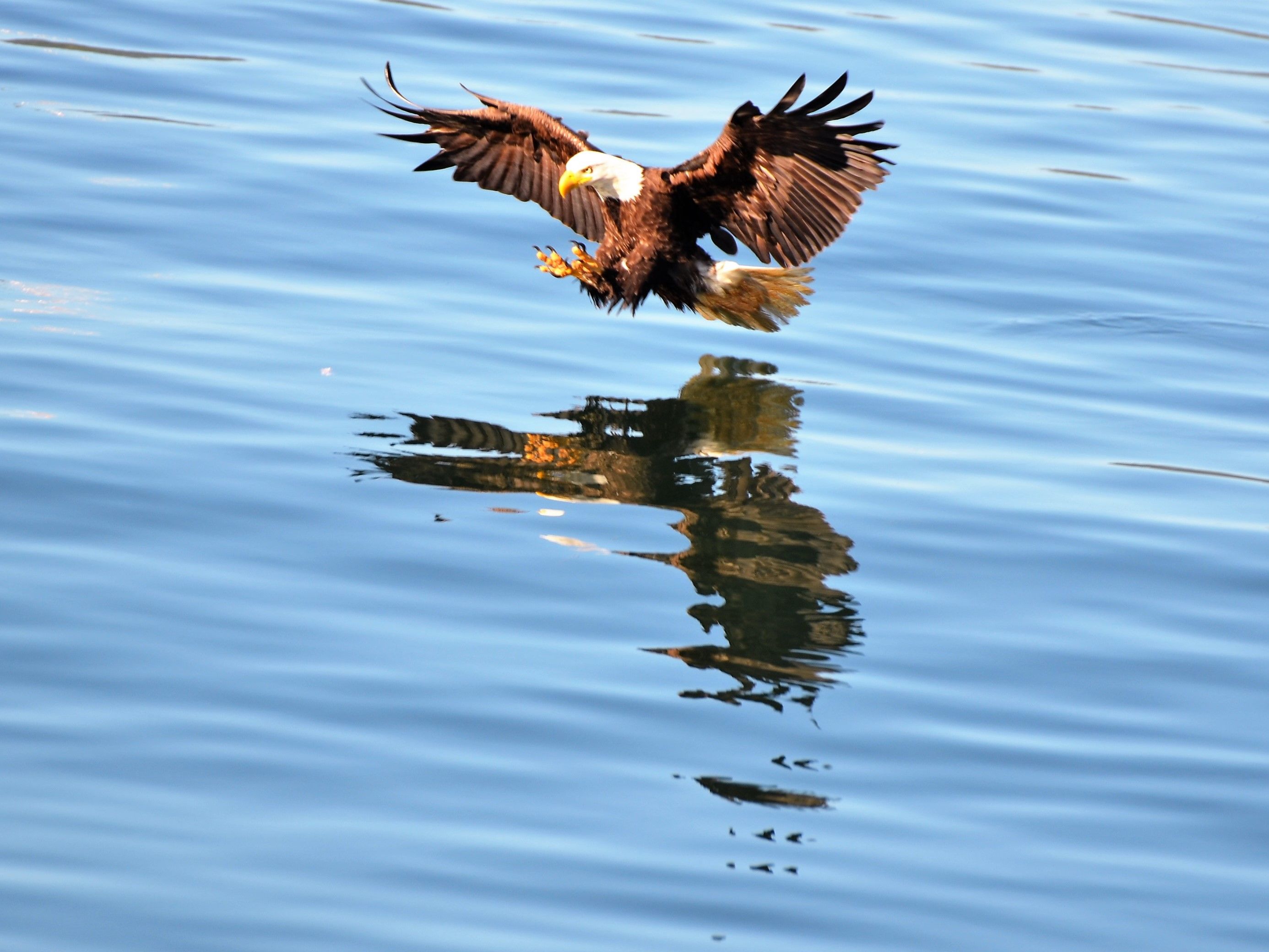 Aigle pêcheur en action (bald eagle)