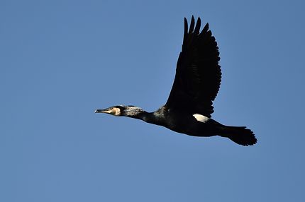 Grand cormoran avec son plumage nuptial