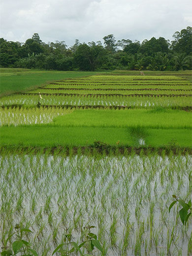 Champs de rizières
