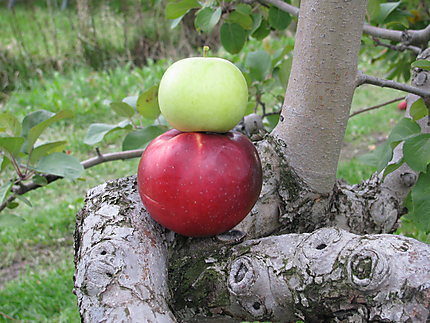 La verte et rouge à Rougemont