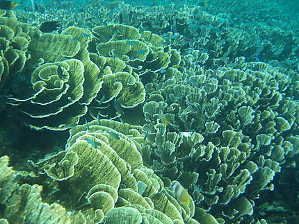Fonds sous marins - roses de corail